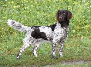 Kleine Münsterländer  Westfalen Lippe