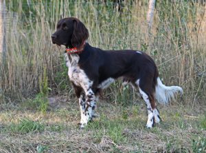 Kleine Münsterländer  Westfalen Lippe