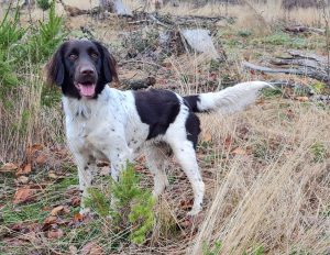 Kleine Münsterländer Westfalen Lippe